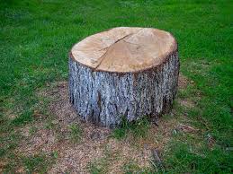 How Our Tree Care Process Works  in  Bartonville, TX